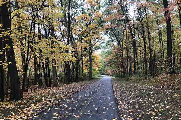 Path in the woods